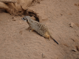 Meerkat at the Palmitos Park