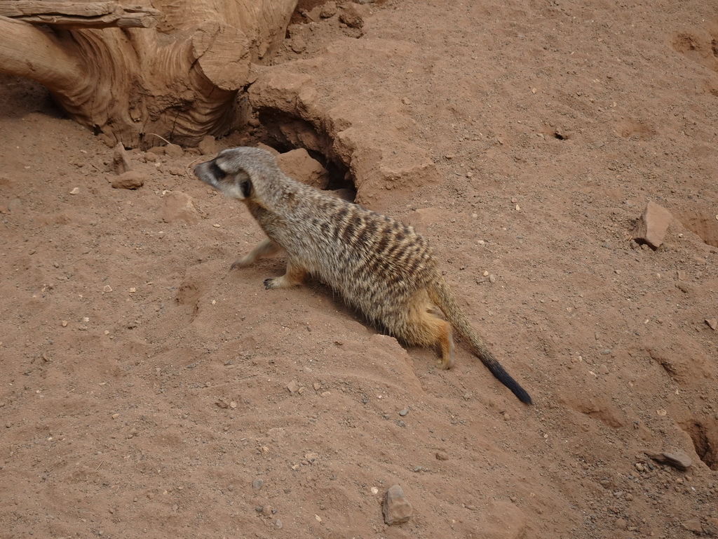 Meerkat at the Palmitos Park