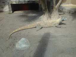 Komodo Dragon at the Palmitos Park