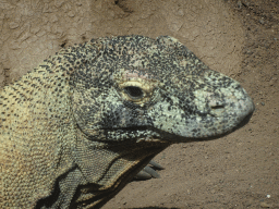Head of a Komodo Dragon at the Palmitos Park