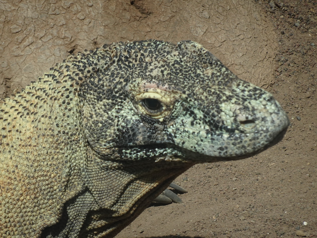 Head of a Komodo Dragon at the Palmitos Park