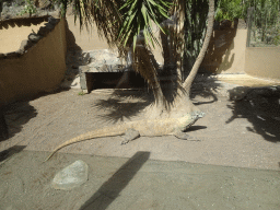 Komodo Dragon at the Palmitos Park