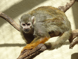 Common Squirrel Monkey at the Palmitos Park