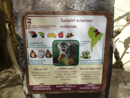 Explanation on the Common Squirrel Monkey at the Palmitos Park