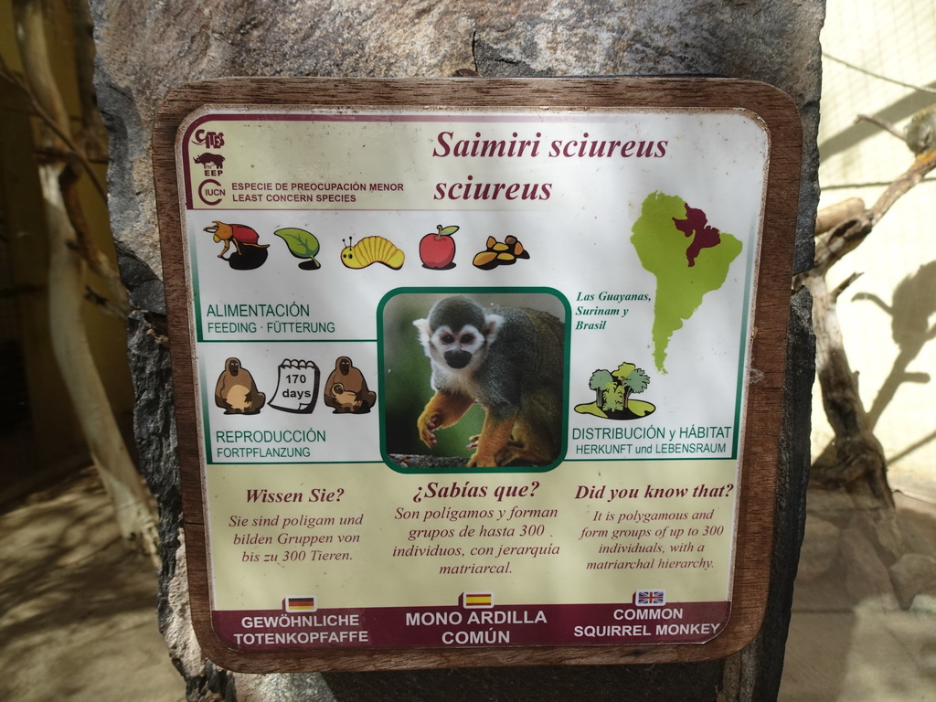 Explanation on the Common Squirrel Monkey at the Palmitos Park