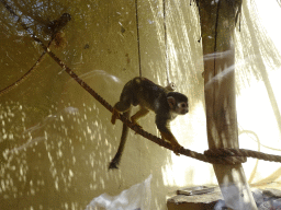 Common Squirrel Monkey at the Palmitos Park