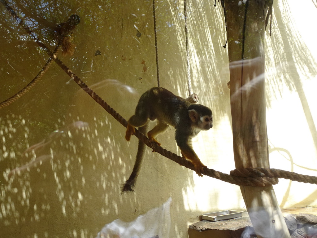 Common Squirrel Monkey at the Palmitos Park