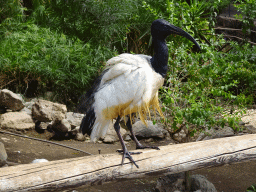 Australian White Ibis at the Free Flight Aviary at the Palmitos Park