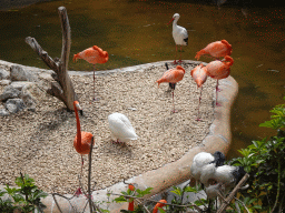 Flamingos, Stork and other birds at the Free Flight Aviary at the Palmitos Park