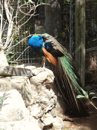 Peacock at the Free Flight Aviary at the Palmitos Park