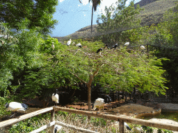 Australian White Ibises, Storks and other birds at the Free Flight Aviary at the Palmitos Park
