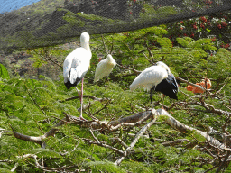 Storks, Red Ibises and other birds at the Free Flight Aviary at the Palmitos Park