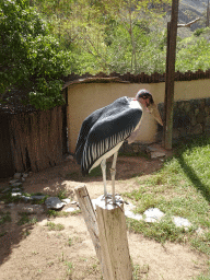 Marabou Stork at the Palmitos Park