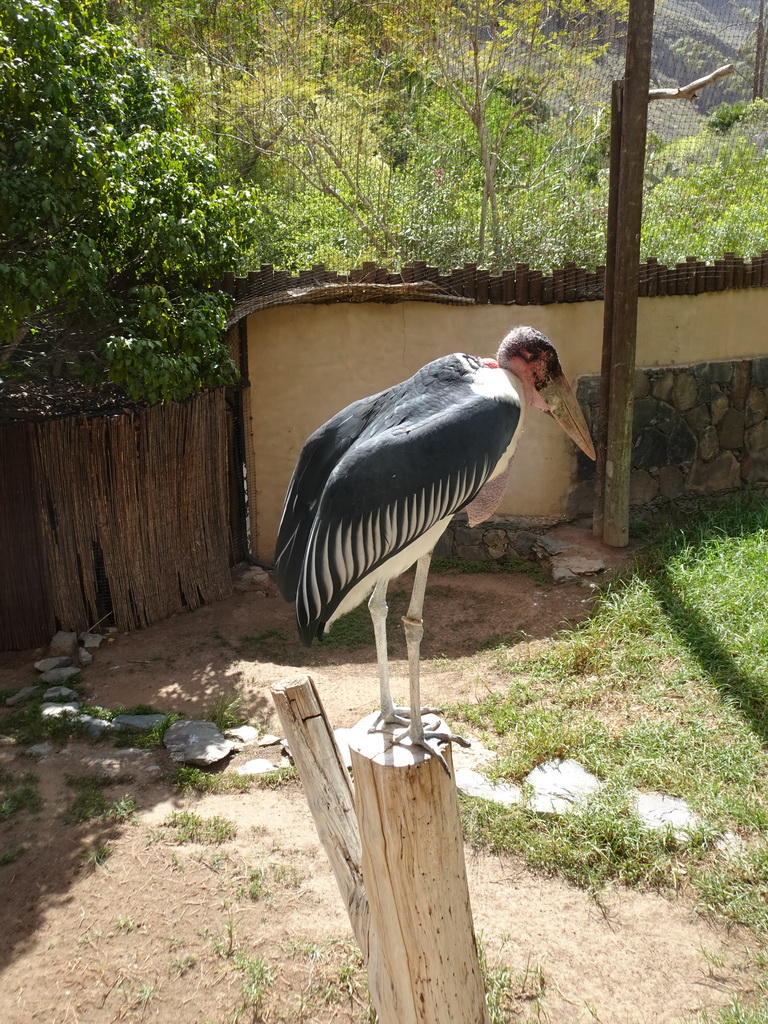 Marabou Stork at the Palmitos Park