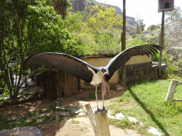 Marabou Stork at the Palmitos Park