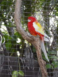 Parakeet at the Palmitos Park