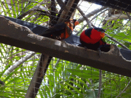 Parakeets at the Palmitos Park