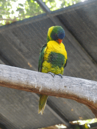 Parakeet at the Palmitos Park