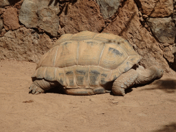 Aldabra Giant Tortoise at the Palmitos Park