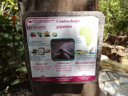 Explanation on the Aldabra Giant Tortoise at the Palmitos Park