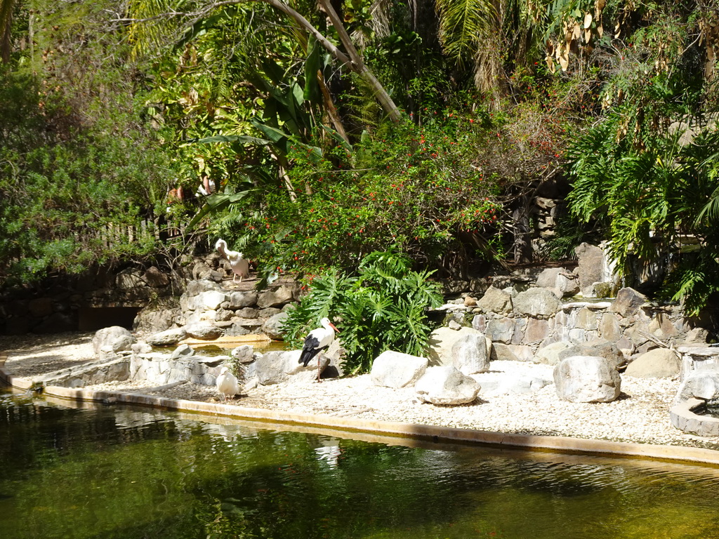 Stork and other birds at the Palmitos Park