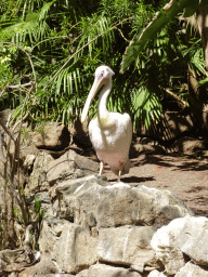 Pelican at the Palmitos Park