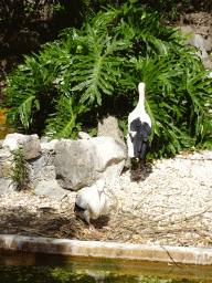 Storks at the Palmitos Park