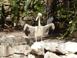 Pelican at the Palmitos Park