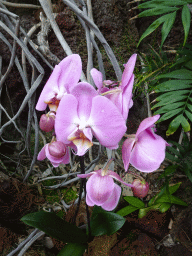Pink Orchid at the Orchid House at the Palmitos Park
