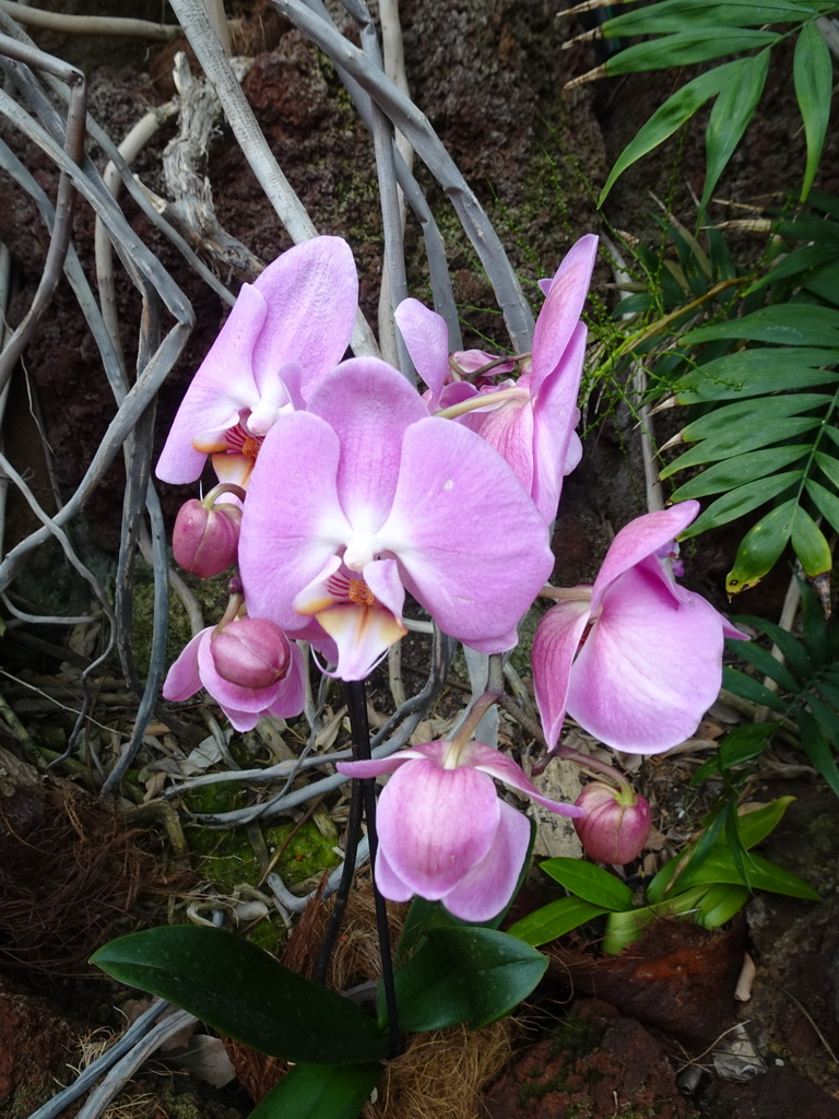 Pink Orchid at the Orchid House at the Palmitos Park