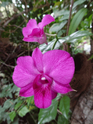 Purple Orchid at the Orchid House at the Palmitos Park