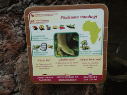 Explanation on the Standing`s Day Gecko at the Orchid House at the Palmitos Park