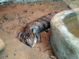 Eastern Blue-tongued Skink at the Orchid House at the Palmitos Park