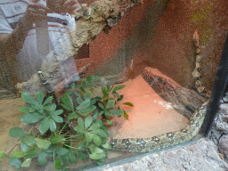 Red-Tailed Boa at the Orchid House at the Palmitos Park