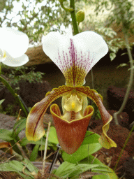 Brown-white Orchid at the Orchid House at the Palmitos Park