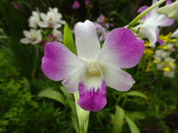 Purple-white Orchid at the Orchid House at the Palmitos Park