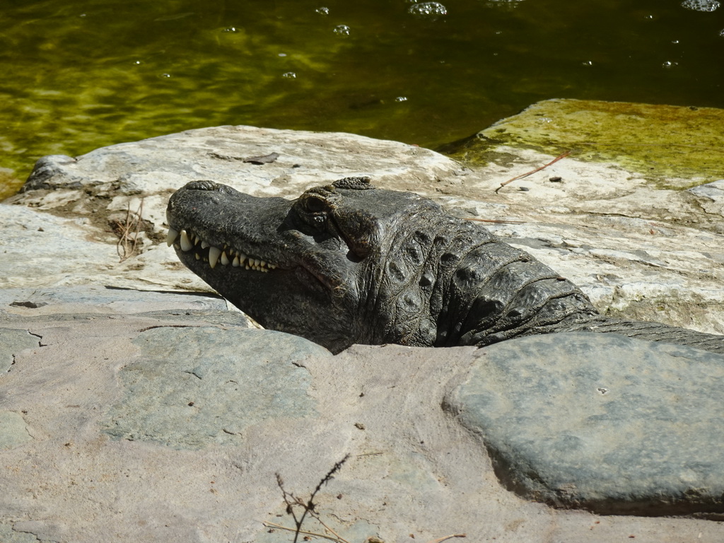 Caiman at the Palmitos Park