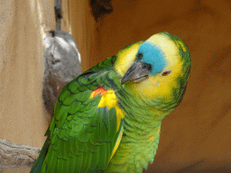 Parrot at the Palmitos Park