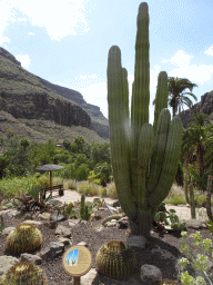 Saguaro cactus at the Cactus Garden at the Palmitos Park, with explanation