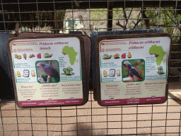 Explanation on the Grey Parrot at the Palmitos Park