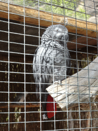 Grey Parrot at the Palmitos Park