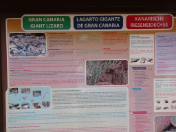 Information on the Gran Canaria Giant Lizard at the Palmitos Park