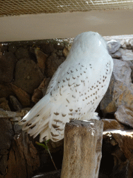 Snowy Owl at the Palmitos Park