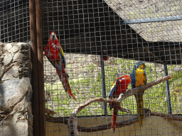 Macaws at the Palmitos Park