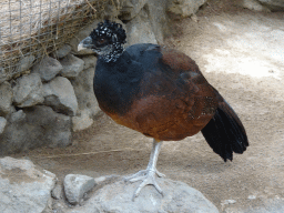 Great Curassow at the Palmitos Park