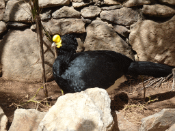 Great Curassow at the Palmitos Park