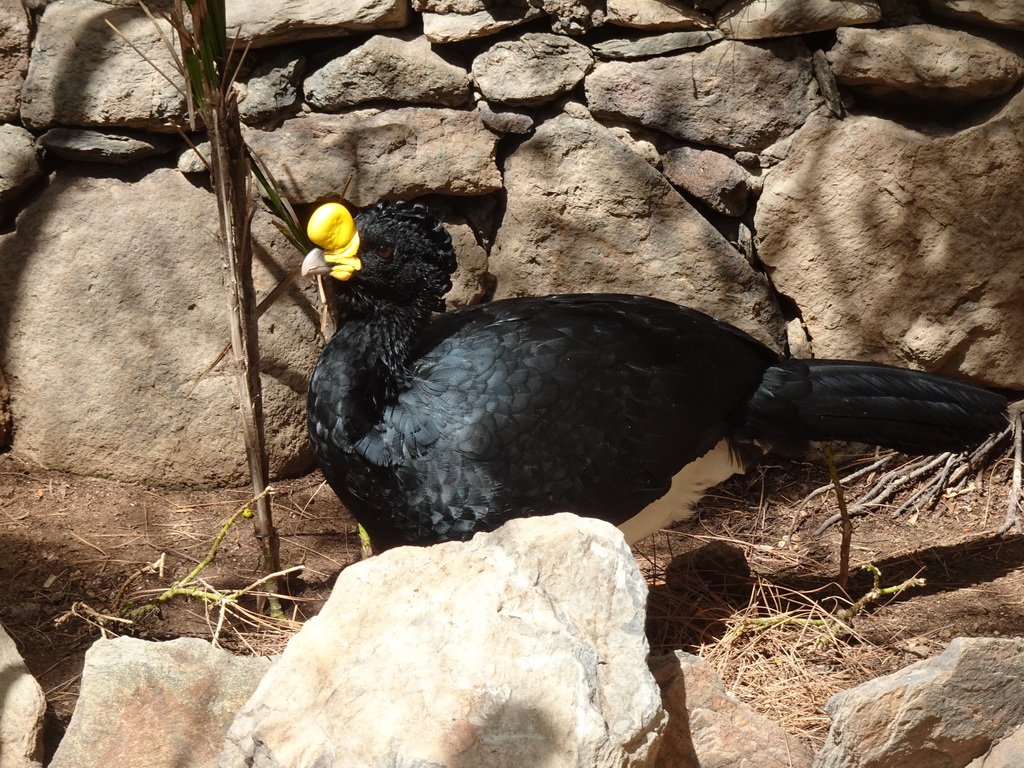 Great Curassow at the Palmitos Park