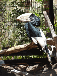 Black-and-white-casqued Hornbill at the Palmitos Park