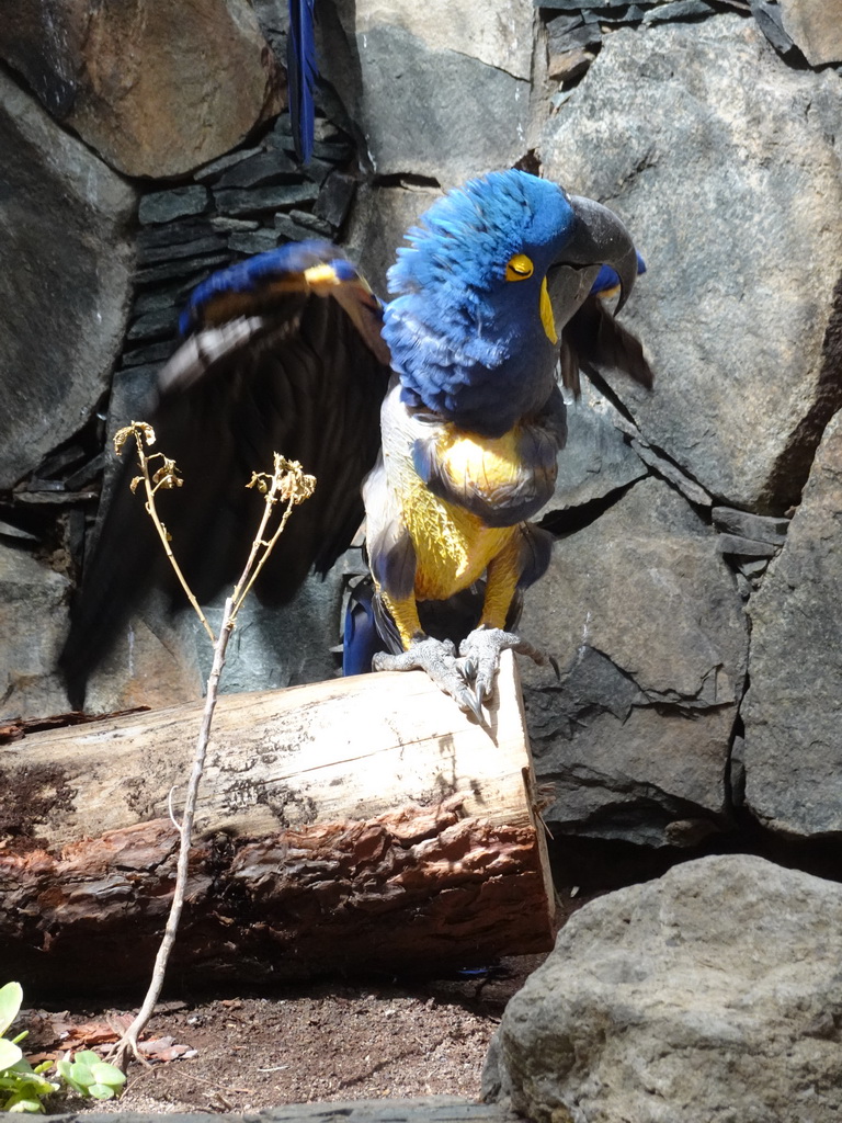 Macaw at the Palmitos Park