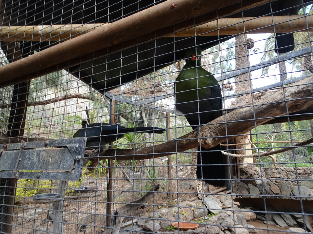 Birds at the Palmitos Park